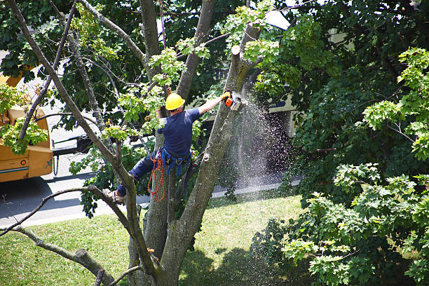 Best Firewood Processing and Delivery  in Pquemine, LA